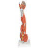 Fabrication Enterprises Anatomical Model - Regular Muscular Arm 6-Part FNT12-4556