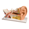 Fabrication Enterprises Anatomical Model - Ear, 4-Part (3x Size) FNT12-4566