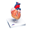 Fabrication Enterprises Anatomical Model - Heart, 2-Part FNT12-4567