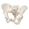 Fabrication Enterprises Anatomical Model - Female Pelvis, 3-Part FNT12-4572