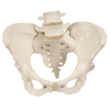 Fabrication Enterprises Anatomical Model - Pelvic Skeleton, Female, with Movable Femur Heads FNT12-4592