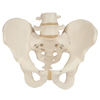 Fabrication Enterprises Anatomical Model - Male Pelvic Skeleton FNT12-4598