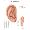 Fabrication Enterprises Anatomical Chart - Acupuncture Ear, Paper FNT12-4603P
