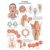 Fabrication Enterprises Anatomical Chart - Larynx, Laminated FNT 12-4612L