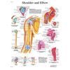 Fabrication Enterprises Anatomical Chart - Shoulder & Elbow, Paper FNT12-4619P