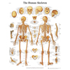 Fabrication Enterprises Anatomical Chart - Human Skeleton, Laminated FNT12-4620L