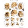 Fabrication Enterprises Anatomical Chart - Human Skull, Paper FNT12-4621P