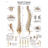 Fabrication Enterprises Anatomical Chart - Spinal Column, Sticky Back FNT12-4622S