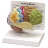 GPI Manufacturing Half Brain (Sensory/Motor) GPI2950