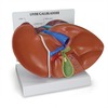 GPI Manufacturing Liver/Gallbladder (with Gallstones) GPI3300