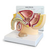 GPI Manufacturing Male Pelvis with Prostate GPI3550