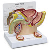 GPI Manufacturing Male Pelvis with Testicles GPI3570