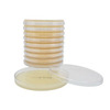 Hardy Diagnostics Prepared Media Mueller Hinton Agar Dehydrated, 10/BX MON887020BX